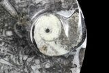 Round Fossil Goniatite Dish #73732-1